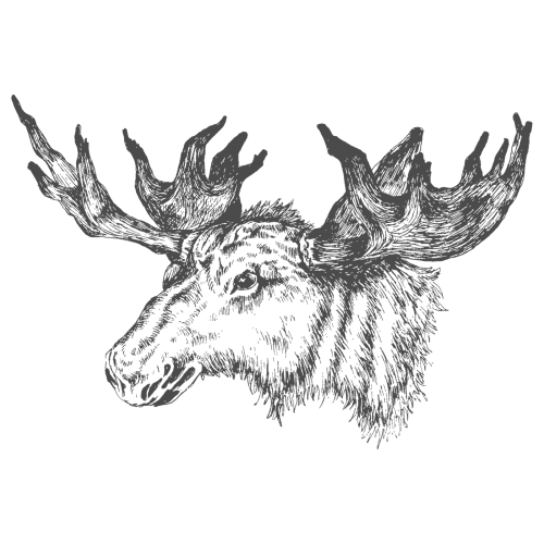 Hand drawn moose head transparent png - 2023575