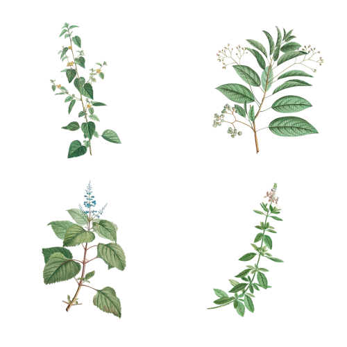 Set of antique botanical leaves transparent png - 2108533