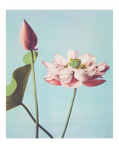 Vintage lotus wall art print and poster design remix from original artwork. - 2267392