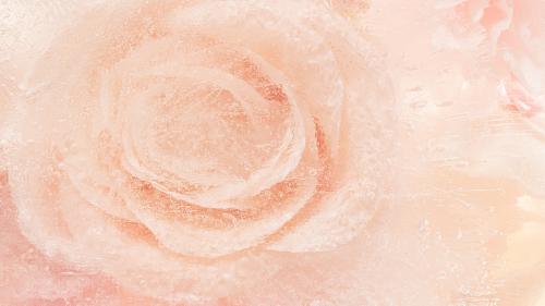 Peach blooming rose flower background - 2273580