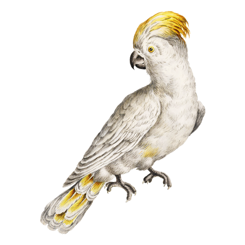 Cockatoo vintage illustration transparent png - 2274190