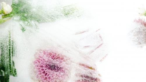 Beautiful pink chrysanthemum flowers and leaves frozen in ice with air bubbles - 2279933