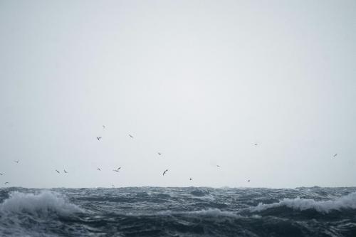 Flock of seagull flying over Isle of Jersey, Channel Islands - 2042561