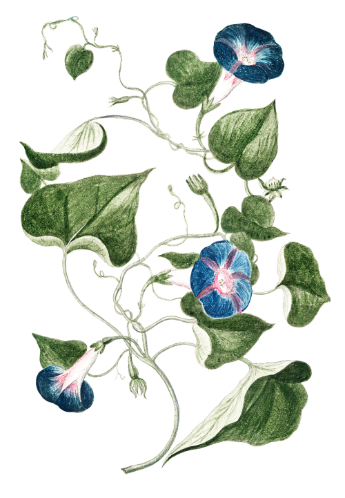 Wild morning glory transparent png - 2054856