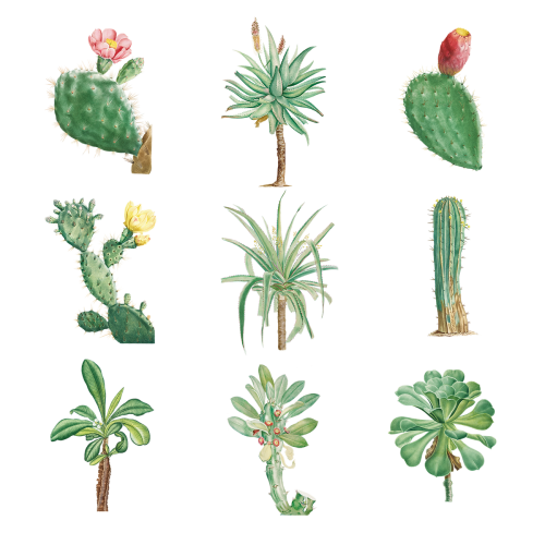 Set of succulents and cacti transparent png - 2108198