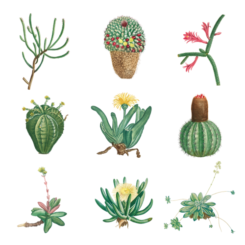 Set of succulents and cacti transparent png - 2108200