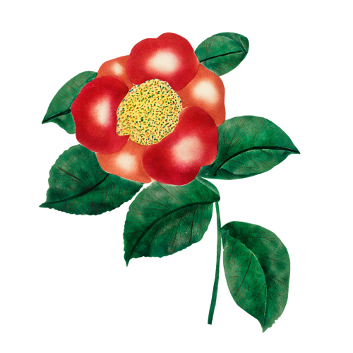 Chinese flower vintage illustration transparent png - 2206372