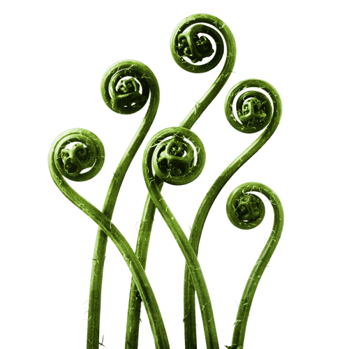 Adiantum pedatum (American Maiden-hair Fern) young fronds enlarged 8 times transparent png - 2226797