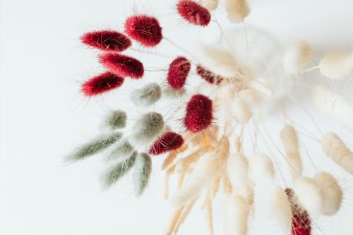 Aerial view of Bunny Tail grass in a vase - 2255460