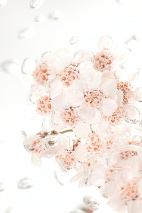 White yarrow flowers in bubbly water - 2271223