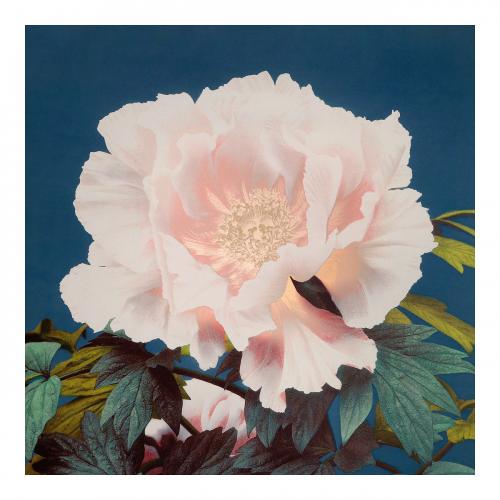 Peony vintage illustration artwork, remix from original photography. - 2271311