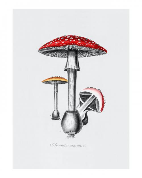 Fly agaric mushroom vintage wall art print poster design remix from original artwork. - 2272620