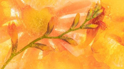 Orange natural branch of forsythia flowers background - 2273546