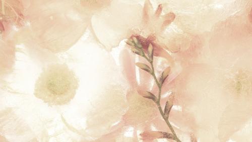 Beige anemone flower background - 2273581