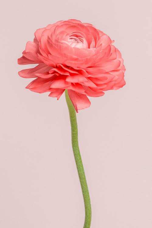 Blooming pink ranunculus flower - 2276356