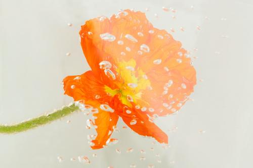 Close up of red poppy flower with water drops - 2276402