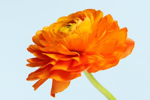 Blooming orange ranunculus flower - 2276493