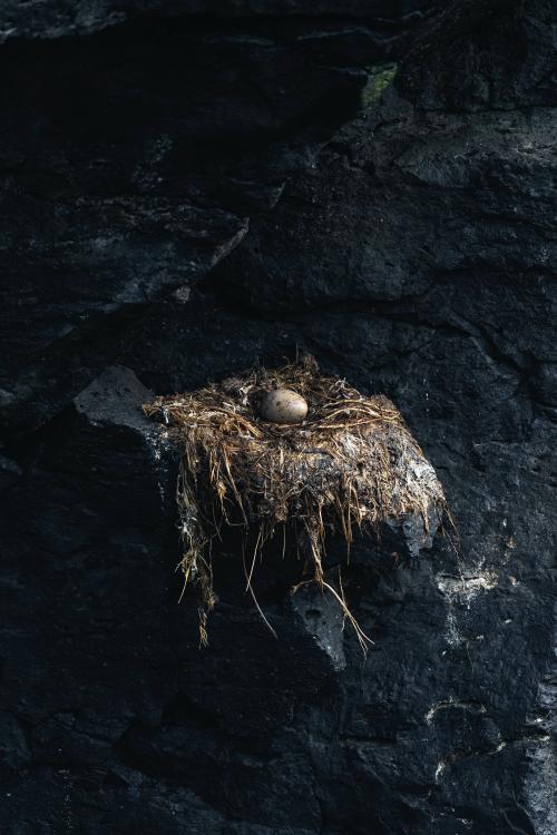 Nest with a bird egg by the shore - 2041523