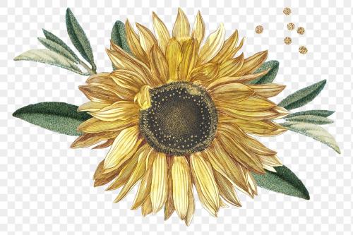 Blooming sunflower design element transparent png - 2093670