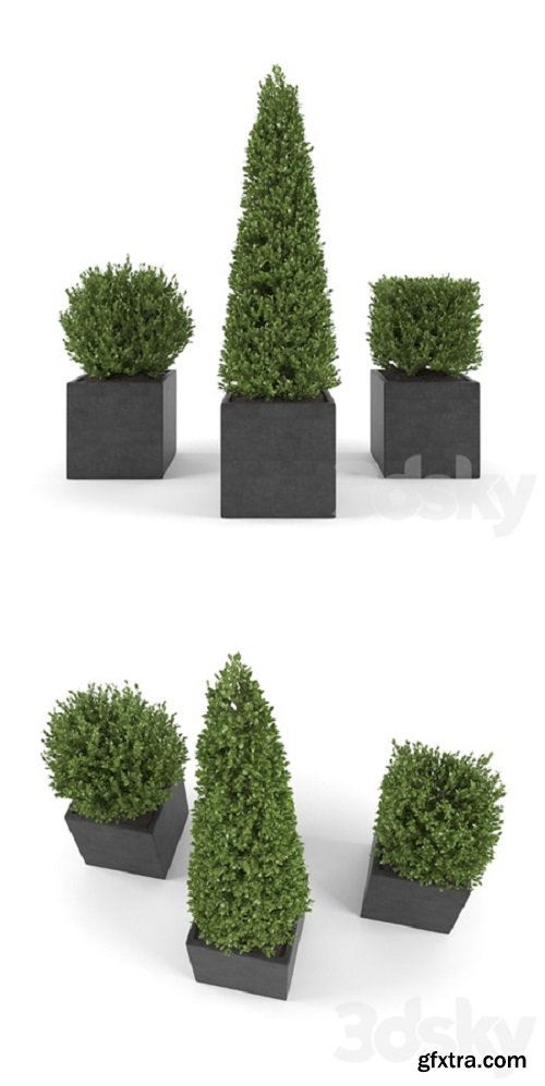 Boxwood Set 2