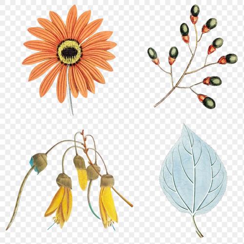 Mixed flowers and leaves set transparent png - 2094433