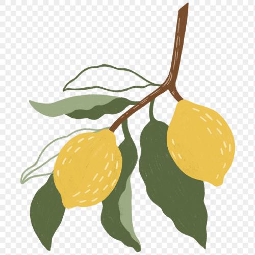 Hand drawn lemon design resource transparent png - 2206778