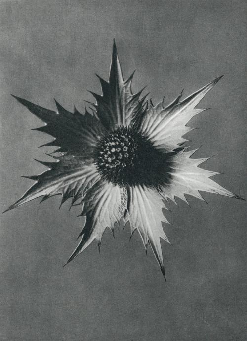 Eryngium Giganteum (Miss Willmott's Ghost) enlarged 4 times - 2211738