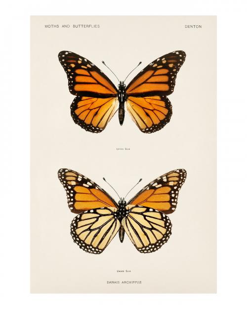Monarch butterfly vintage illustration by Sherman F. Denton. Digitally enhanced by rawpixel. - 2267316