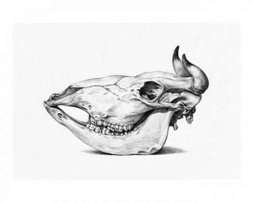 Skull of a cow vintage illustration wall art print and poster design remix from original artwork. - 2267435