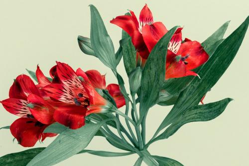 Fresh red Alstroemeria flower on green background - 2273484