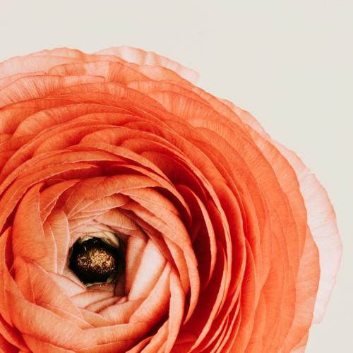 Blooming pink ranunculus flower - 2273548