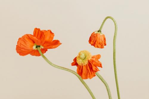 Close up of red poppy flowers on beige background - 2273602