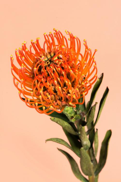 Orange pincushion protea flower - 2276482