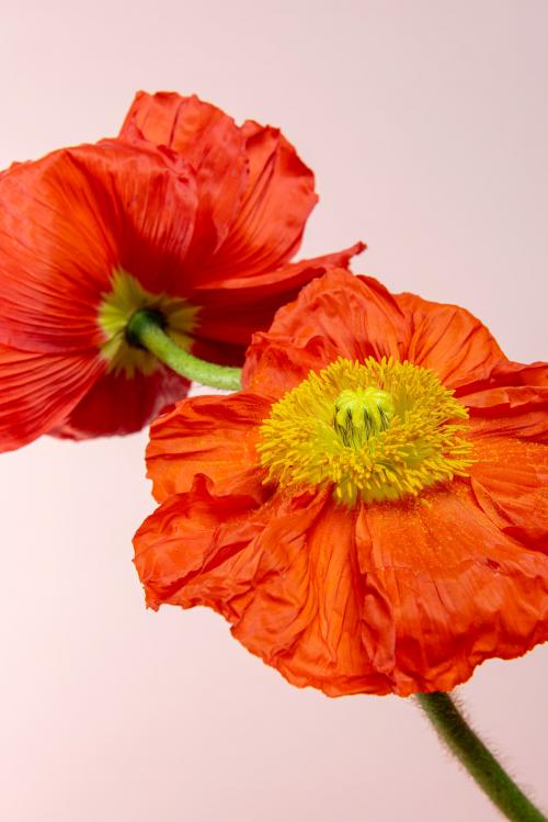 Close up of red poppy flowers on pink background - 2278226