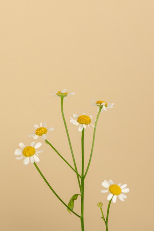 White daisy flowers on beige background - 2278266