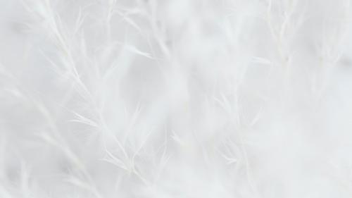 Dry grass white faded background - 2296614