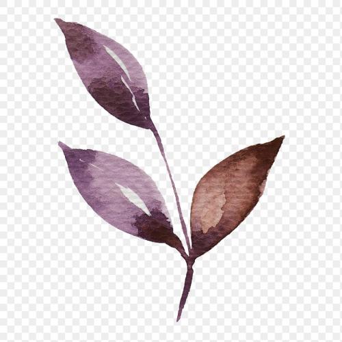 Hand painted purple watercolor leaf transparent png - 2037122