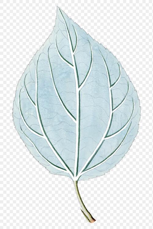 Hand drawn light blue leaf transparent png - 2094431