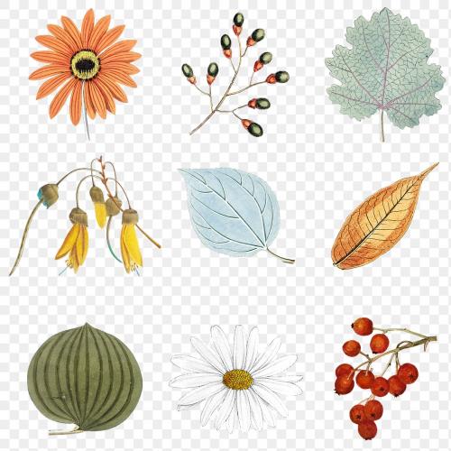 Mixed flowers and leaves set transparent png - 2094587