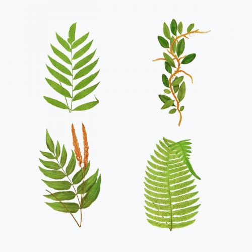 Set of vintage fern leaves vector - 2096000