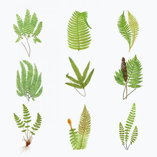 Set of vintage fern leaves vector - 2096205