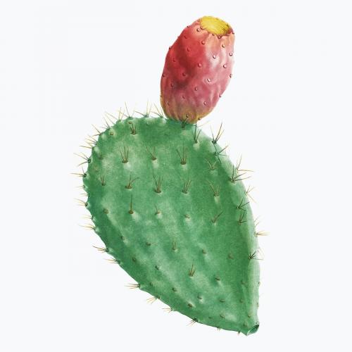 Vintage Cactus Cochenillifer vector - 2096303