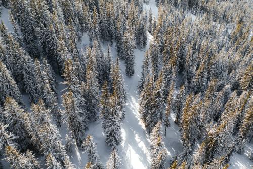 Aerial view of a snowy forest - 2255758