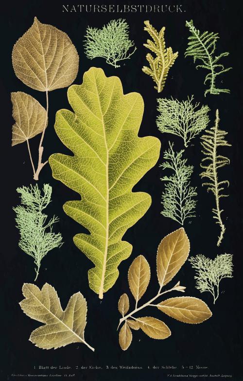 Various leaves vintage wall art print poster design remix from original artwork. - 2272643