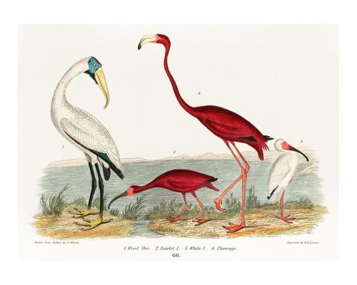 Ibis and scarlet flamingo vintage illustration wall art print and poster design remix from original artwork. - 2267338