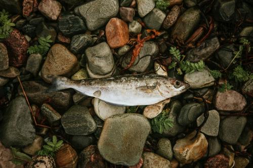 Dead fish on the rocks at the shore - 2268802