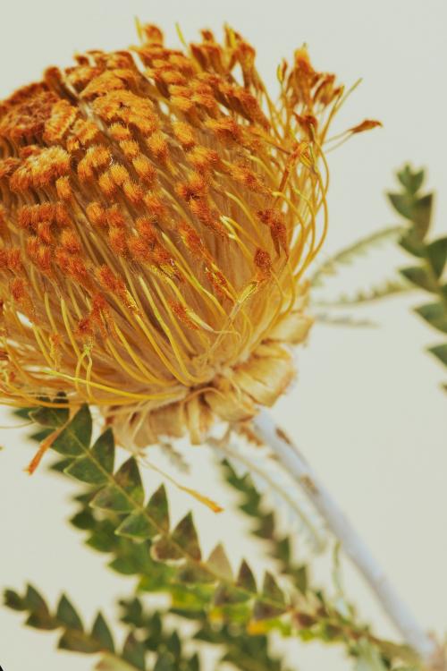 Orange pincushion protea flower - 2273521