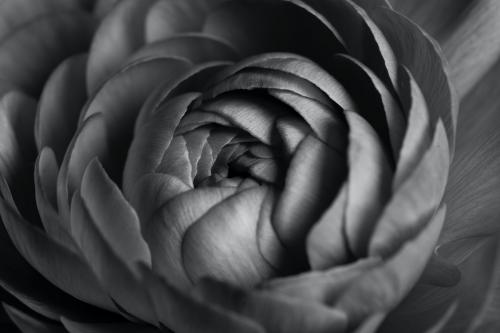 Monotone ranunculus flower macro photography - 2273528