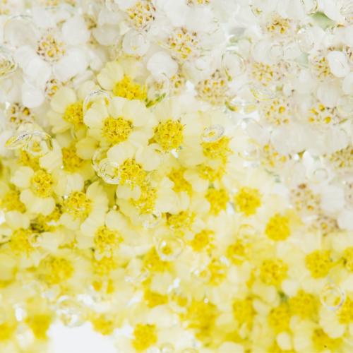 Yarrow flowers with air bubbles - 2293721