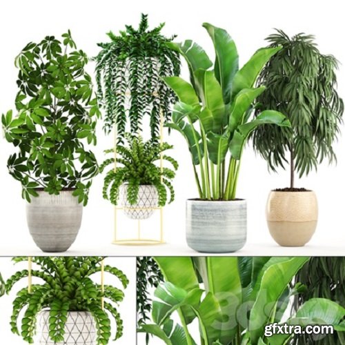 Collection of plants